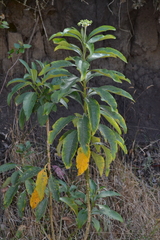 Solanum oblongifolium, photograph (c) EstebanMH, some rights reserved (CC BY)