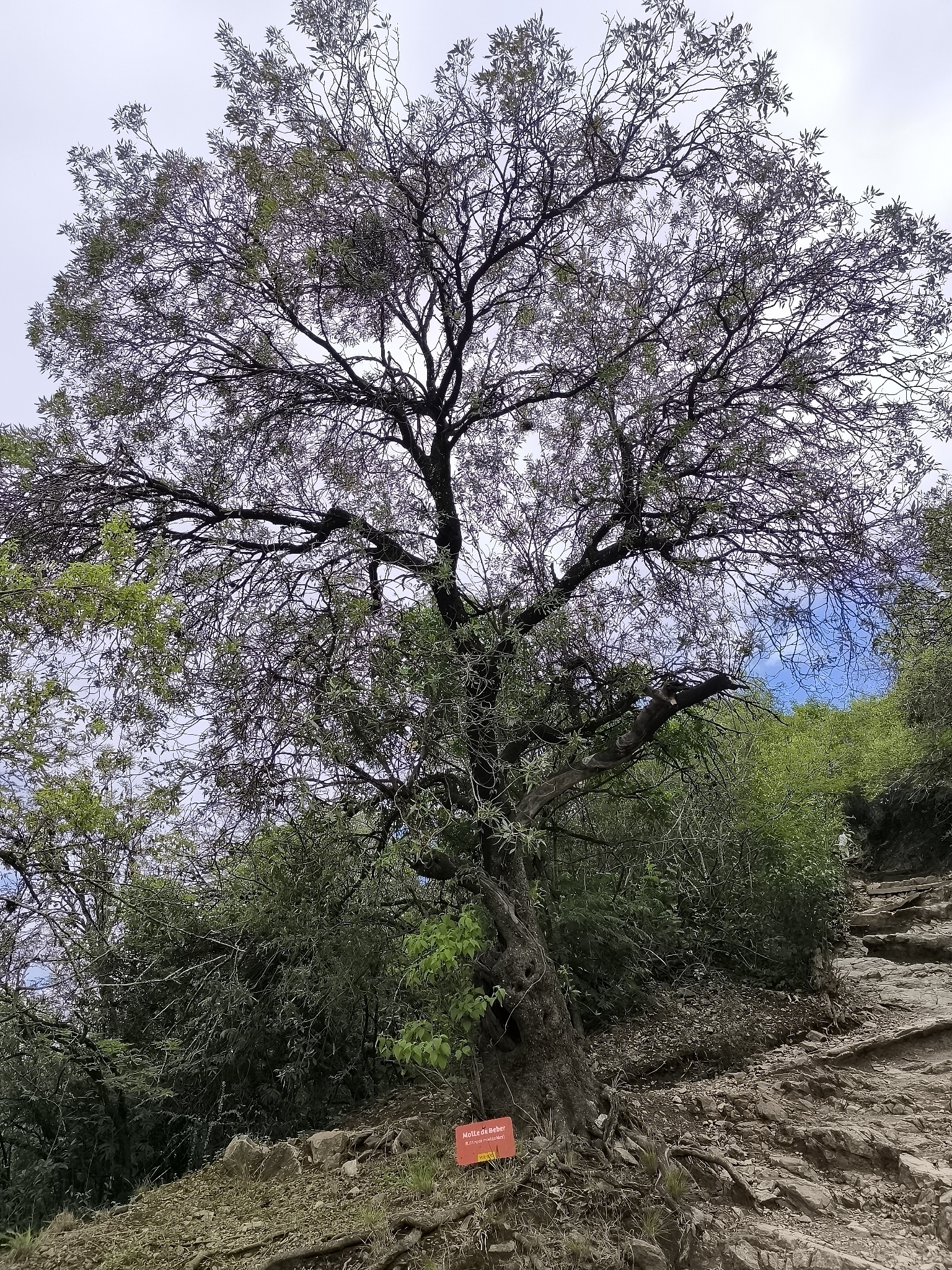 Imagem de Aroeira branca