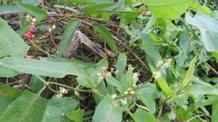 Muehlenbeckia sagittifolia