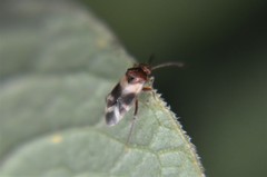 Ceratocapsini