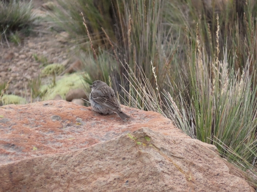 Ash-breasted Sierra-Finch