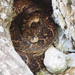 Cuban Tree Boa - Photo (c) Jenny Donald, some rights reserved (CC BY-NC)