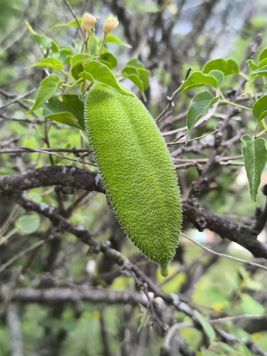 Amphilophium carolinae, photograph 5