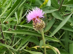 Cheirolophus sempervirens