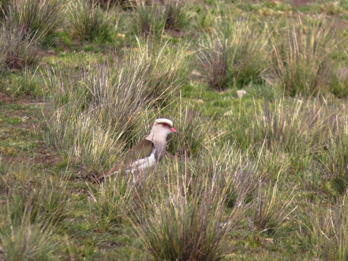 Andean Lapwing