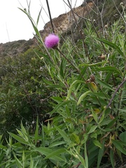 Cheirolophus sempervirens