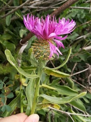 Centaurea sphaerocephala