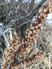 Rumex patientia