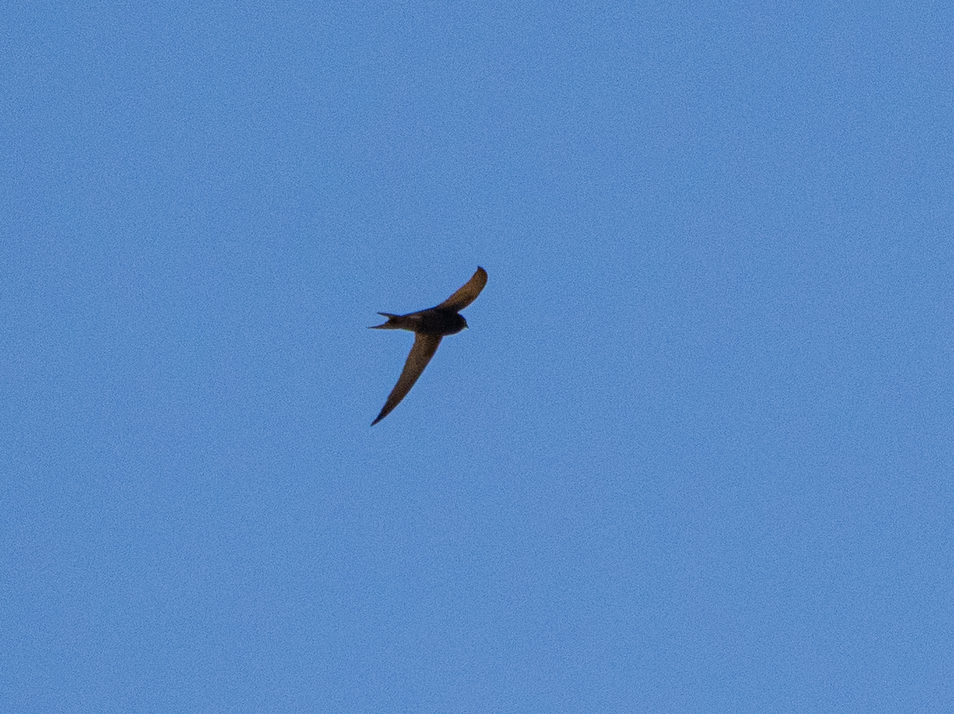 Apus apus (Linnaeus, 1758)