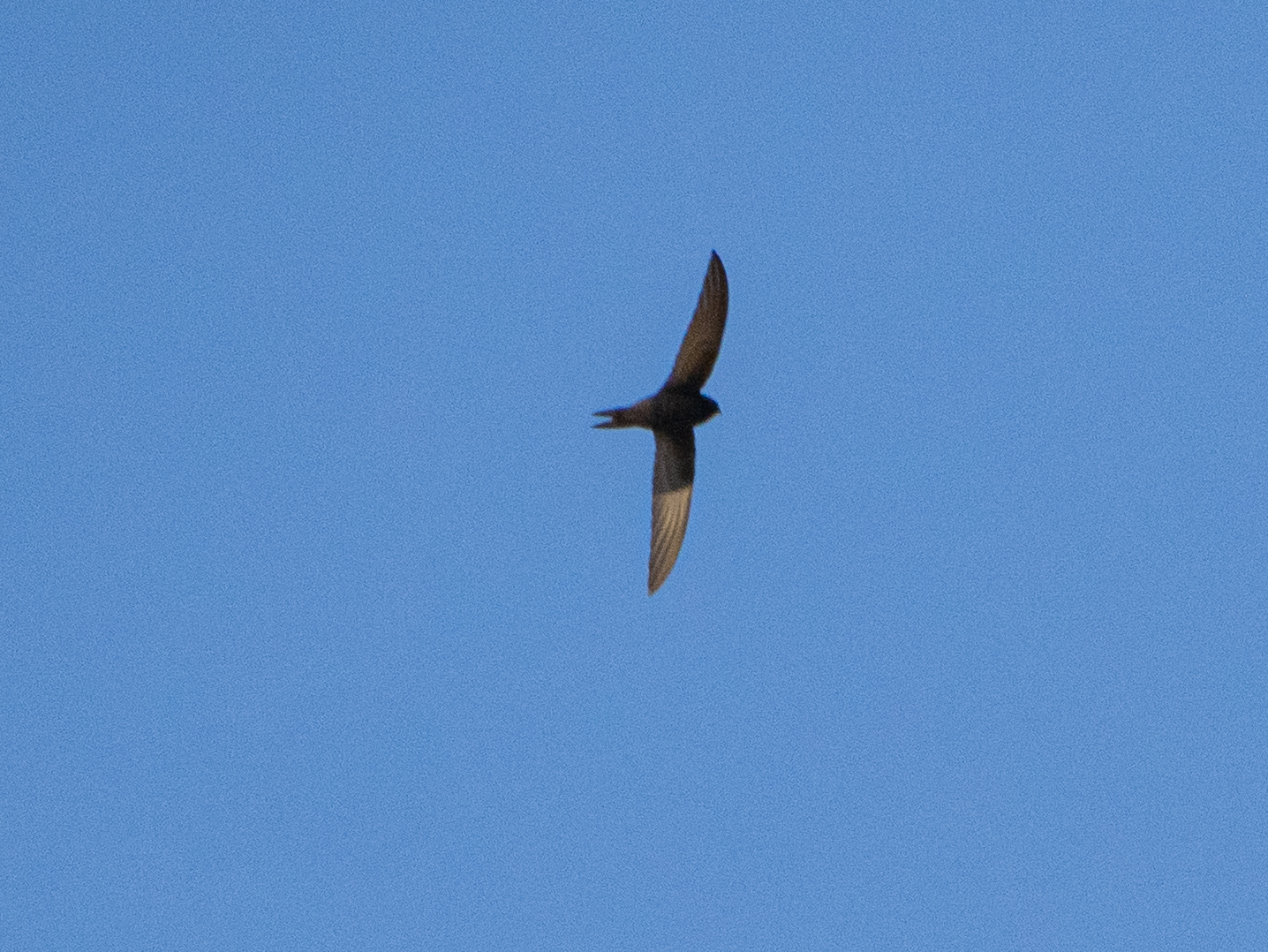Apus apus (Linnaeus, 1758)