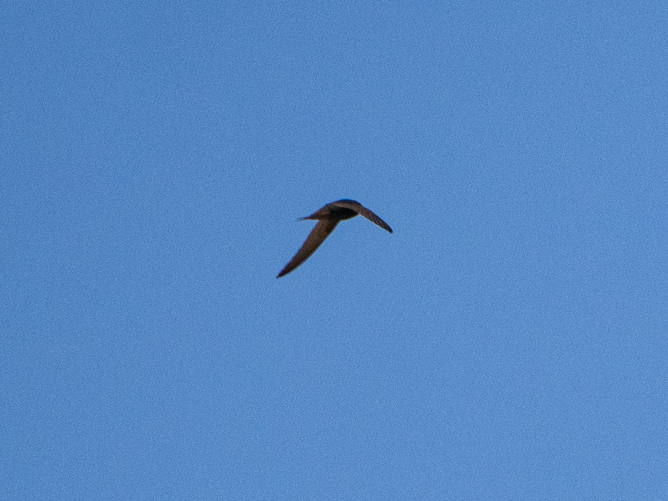 Apus apus (Linnaeus, 1758)