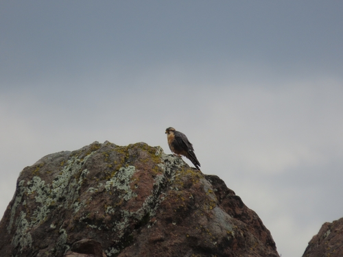 Aplomado Falcon