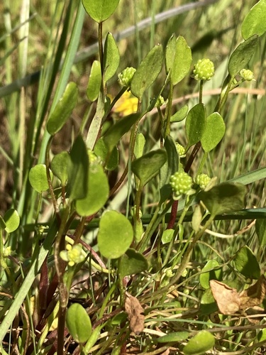 Carter's Buttercup (Ranunculus bonariensis)