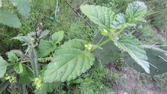 Lantana grisebachii