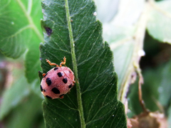 Epilachna decemguttata