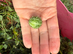 Wild Cucumber (Cucumis myriocarpus)