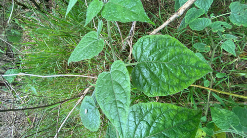 Physalis peruviana observed 2026-03-08