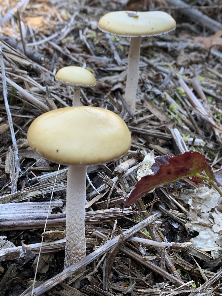 Stropharia ambigua · March 2026 · photo: © thenaturekid2827 (iNaturalist, cc-by-nc)
