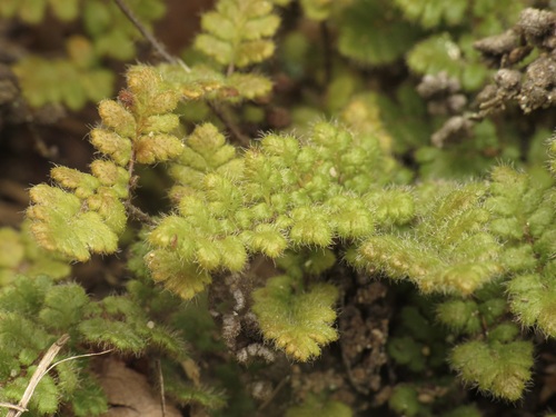 Hairy Lip Fern (Myriopteris lanosa)