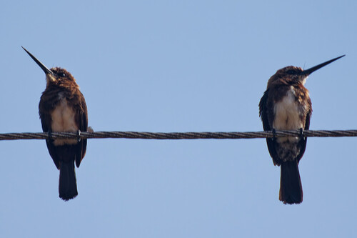 Brown Jacamar