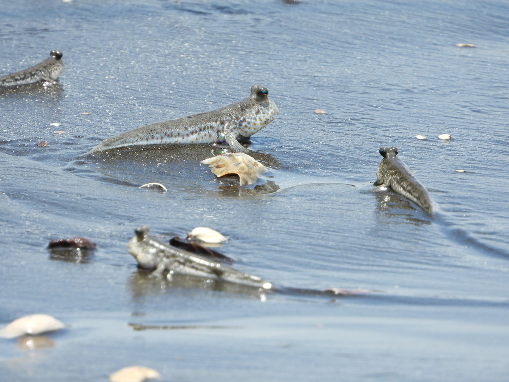 Periophthalmus chrysospilos (Periophthalmus chrysospilos)