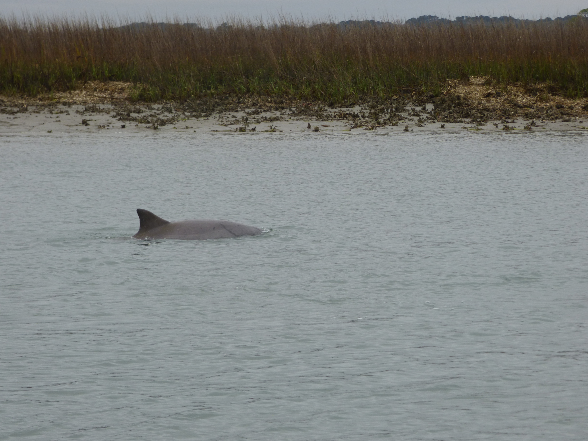 Tursiops erebennus