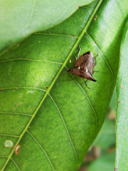 Alcimocoris japonensis