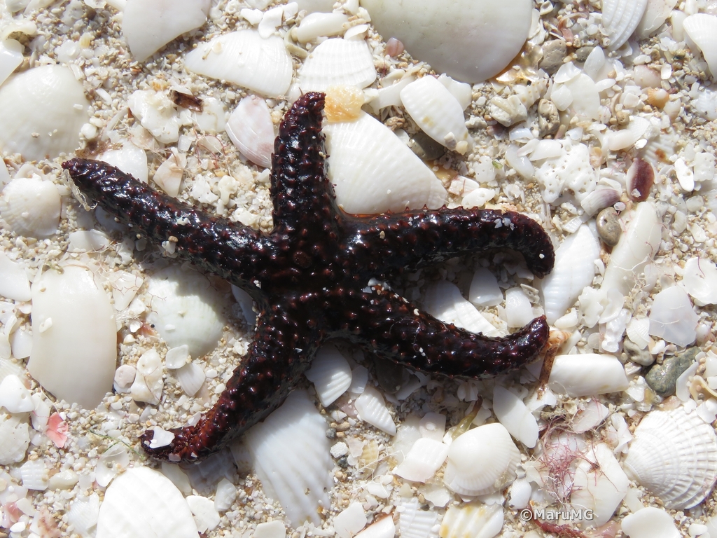 Echinaster serpentarius