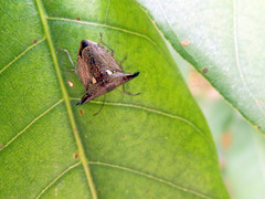 Alcimocoris japonensis