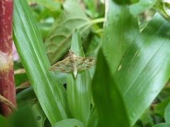Sameodes cancellalis