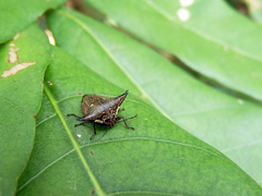 Alcimocoris japonensis