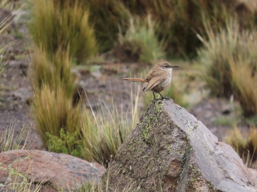 Straight-billed Earthcreeper