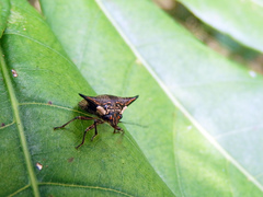 Alcimocoris japonensis