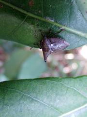 Alcimocoris japonensis