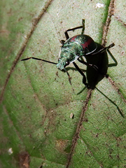 Eocanthecona formosa