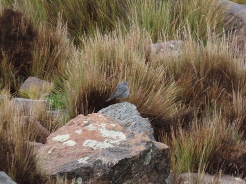 Plumbeous Sierra Finch