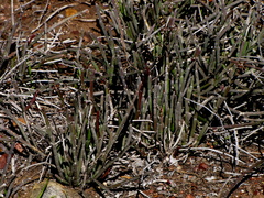 Cynanchum viminale viminale