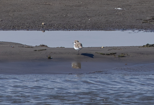 Kentish Plover