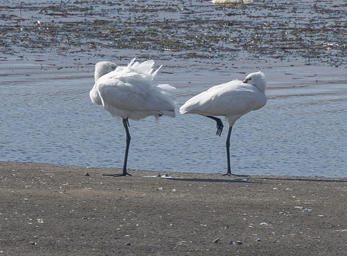 Eurasian Spoonbill