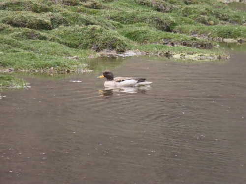 Yellow-billed Teal