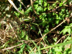 Leucauge celebesiana