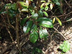 Glochidion ovalifolium