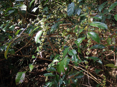 Glochidion ovalifolium