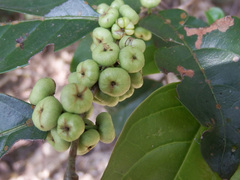 Glochidion ovalifolium