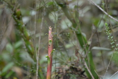 Tillandsia denudata, photograph (c) EstebanMH, some rights reserved (CC BY)