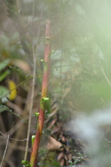 Tillandsia denudata, photograph (c) EstebanMH, some rights reserved (CC BY)