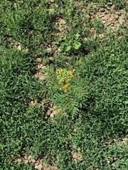 Senna barclayana