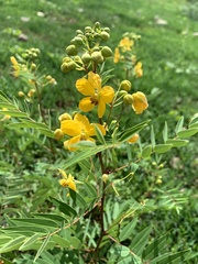 Senna barclayana