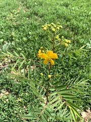 Senna barclayana
