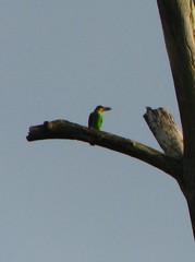 Psilopogon chrysopogon laetus